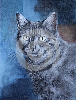 Cat portrait pastels drawing