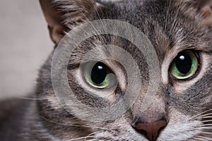 cat portrait pet,russian blue breed,one animal, calm,beautiful, cute, woolly,shaggy,big-eyed,green-eyed,big-eared,head photo