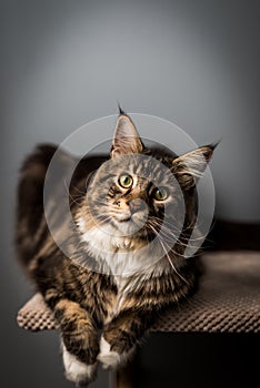 Cat portrait of photo session photo