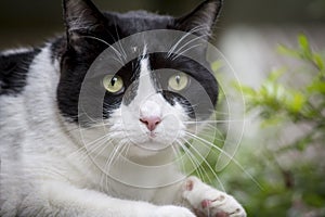 Cat portrait photo