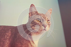 Cat Portrait - vintage style