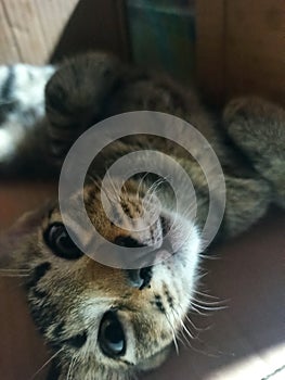 cat pose while napping time