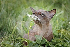 Burman Kitty  in a green grass