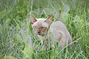 Burman Kitty in a green grass