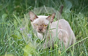 Burman Kitty in a green grass