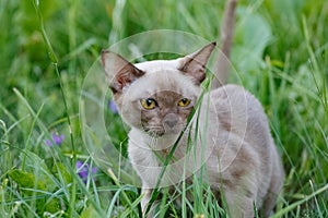 Burman Kitty  in a green grass
