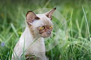 Burman Kitty  in a green grass