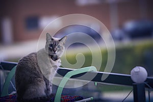 The cat poses for the photographer on a clothesline on a fantastic day