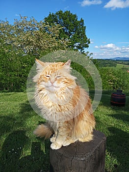 the cat poses on a stump in nature