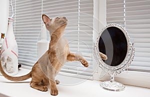 Burman Cat poses on a white background.