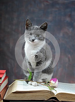 Cat posing for on books and flowers