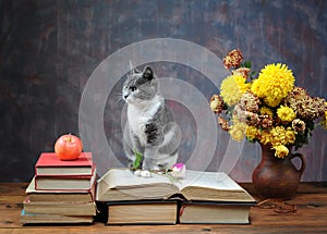 Cat posing for on books and flowers