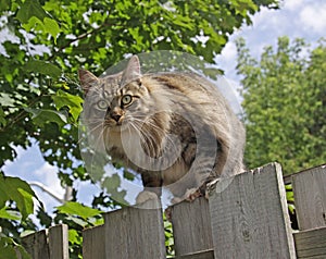 Cat Posing on a Fence