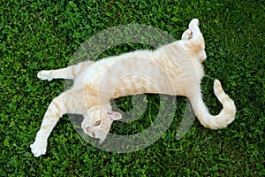 Cat Posing on Green Grass