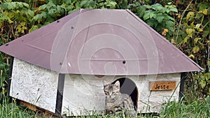 Cat posing in her kennel