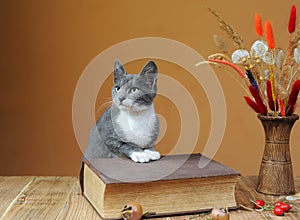 Cat posing next to books and flowers