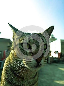 Cat posing for a picture