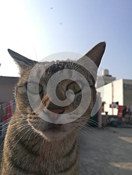 Cat posing for a picture