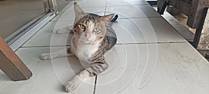 cat is posing rileks