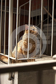 cat posing stairs Gato photo