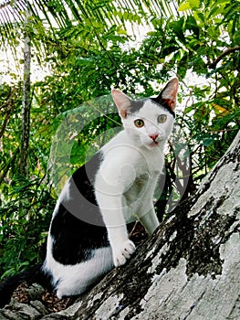 Cat posing on a tree branch