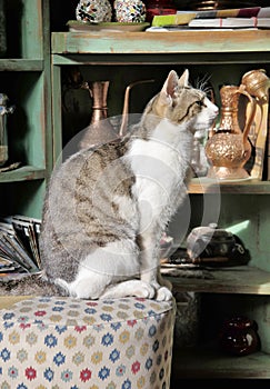 Cat posing on white tabure / taburete photo