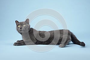 Gray cat resting on studio backdrop