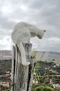 Cat on a post