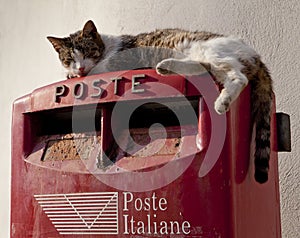 Cat on a Postbox photo