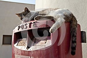 Cat on a Postbox photo