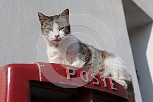 Cat on a Postbox