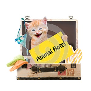 Cat with poster Animal Hotel