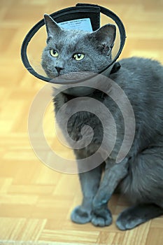 Cat in the postoperative collar