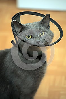 Cat in the postoperative collar
