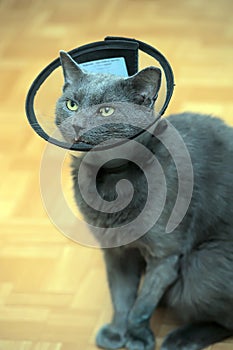 Cat in the postoperative collar