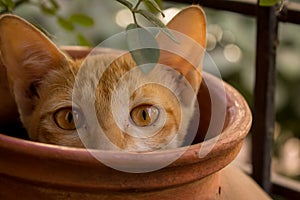 Cat in a pot