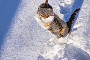 Cat prayer in winter time. Felis catus standing in snow and performs a prayer. Liza admire her gods. Kitten doggedly competing