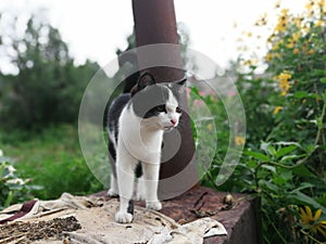 The cat is a predator out on the hunt photo