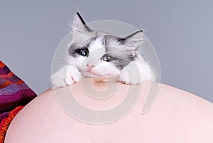 Cat on the pregnant woman's belly