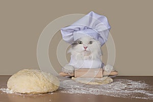 Cat prepares the dough for baking