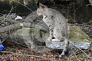 A cat preparing to catch its prey