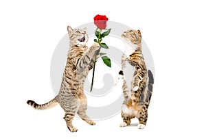 Cat presents a rose to a cat, standing on hind legs