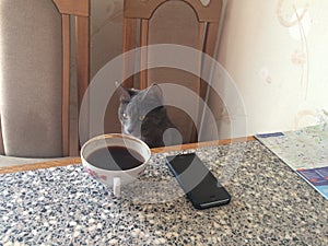 The cat pretends to be drinking coffee