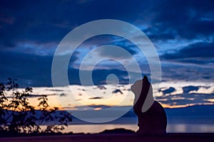 Cat profile silhouette, with beautiful sunset in the background