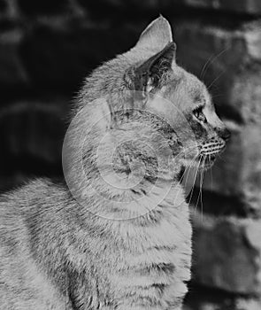 Cat profilo black and White photo