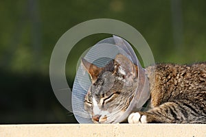 Cat with protective collar