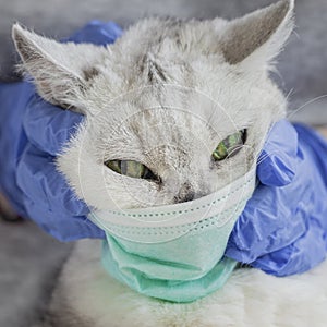Cat in protective disposable medical mask. Concept personal protection, infection, allergy