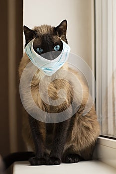 Cat in protective facial mask