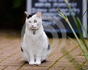 Cat And Pub Specials Board