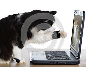 Cat pulls a paw to the laptop